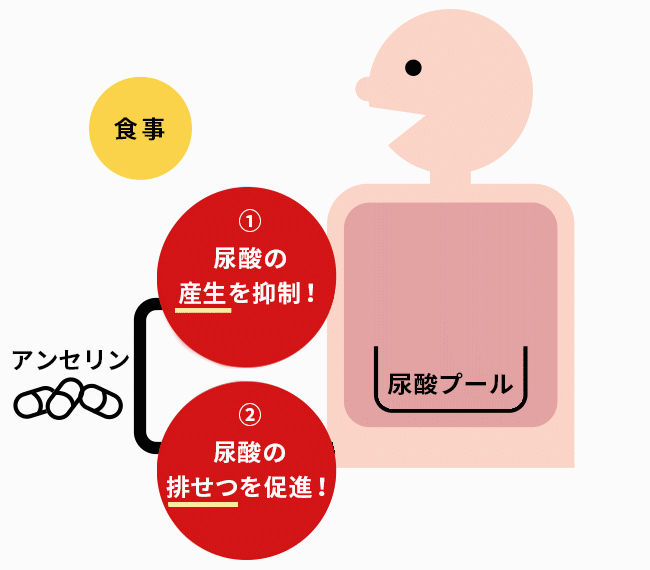 アンセリンの働き