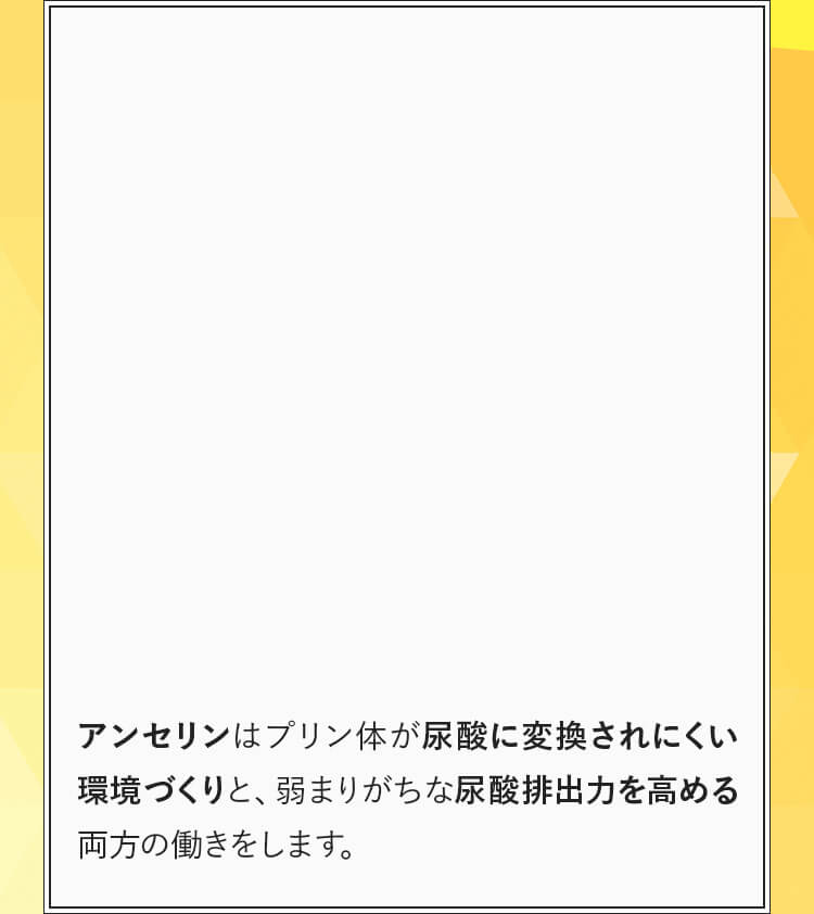 アンセリンはプリン体が尿酸に変換されにくい環境づくりと尿酸排出力を高める働き